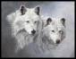 moonwolf70's picture
