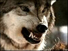 greywolf's Avatar